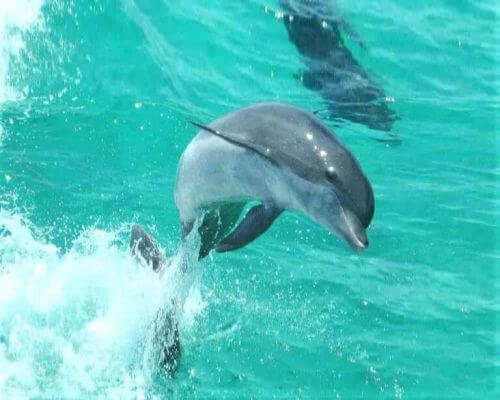 Destin Things to Do - Dolphin Cruises and Snorkeling